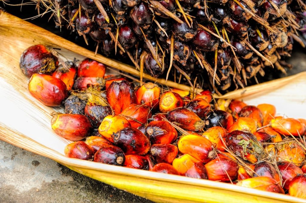 palm oil agriculture causes deforestation