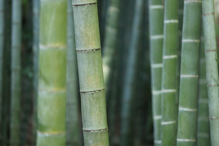 is bamboo biodegradable