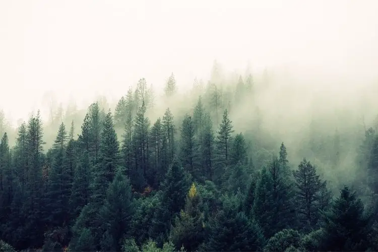 How to Save Trees – 10 Points on How to Protect our Forests