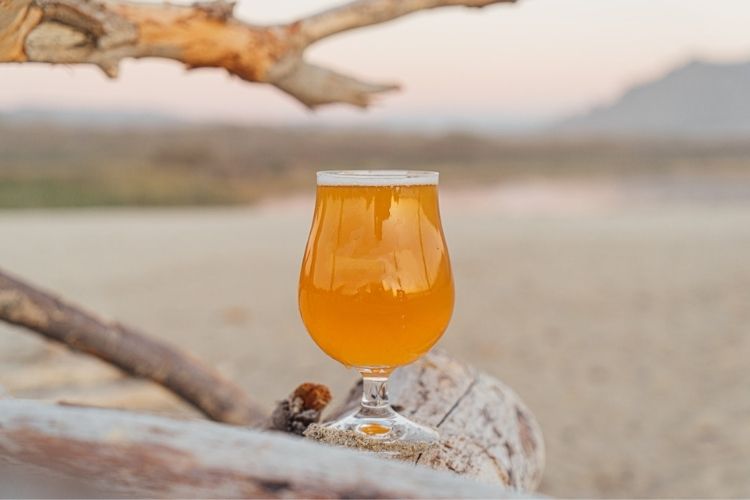 Is Beer Vegan? Here’s What You Need To Know