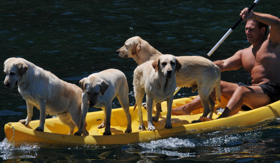 Multiple dogs on a kayak.